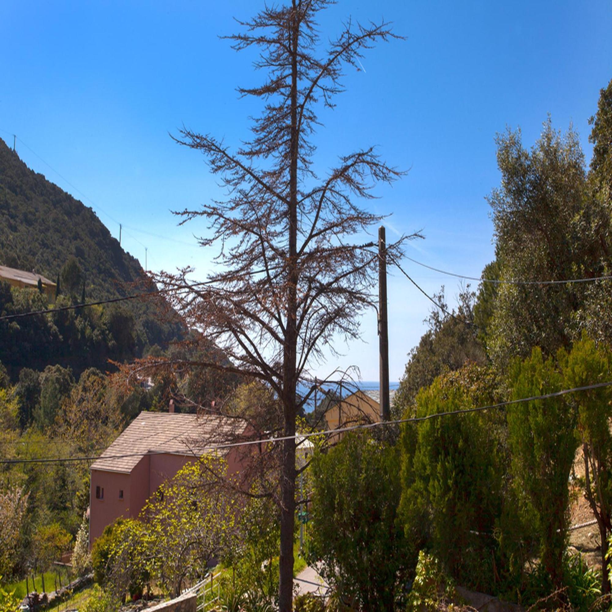 Les Gites Du Cap Corse Nonza Quarto foto